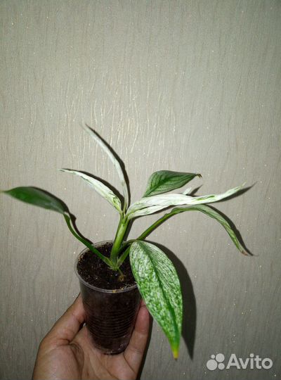 Комнатные растения