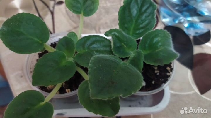 Детки сортовых фиалок