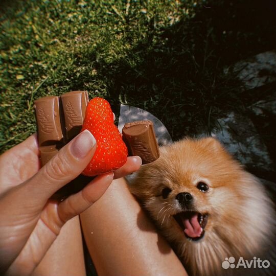 Мини шпиц вязка