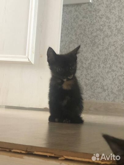 Кошка в дар