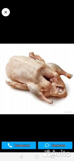 Утки на мясо. Броллерные куры