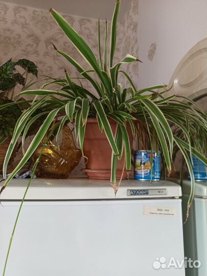 Домашние цветы