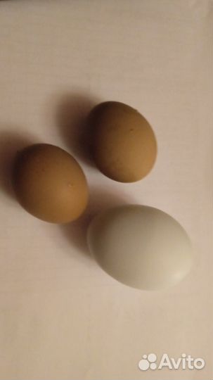 Синь-синь дянь, сильверудды(молодые петушки)