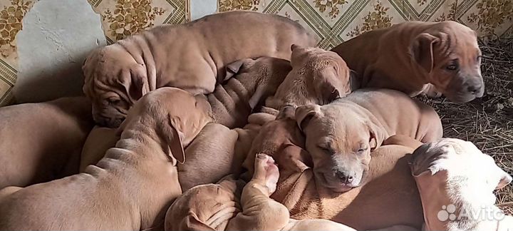 Американский булли xl щенки