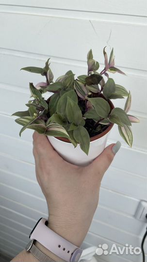 Традесканция радужный холм