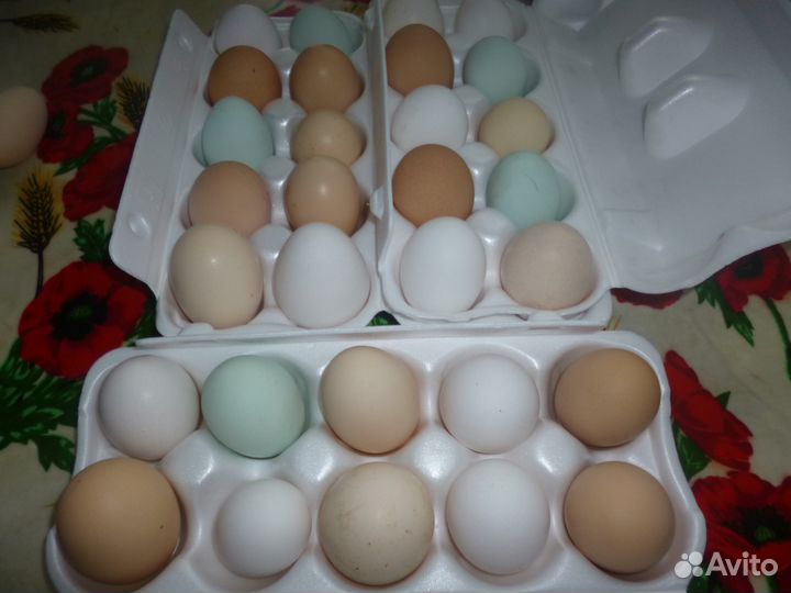 Яйцо на инкубацию