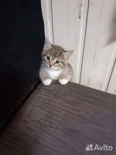 Котенок в дар бесплатно