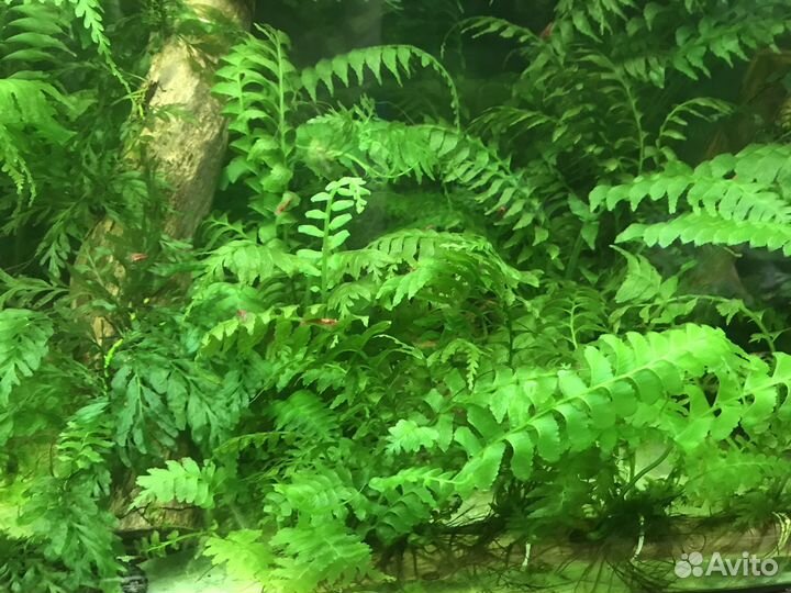 Редкий папоротник и мох(Болбитис мини)