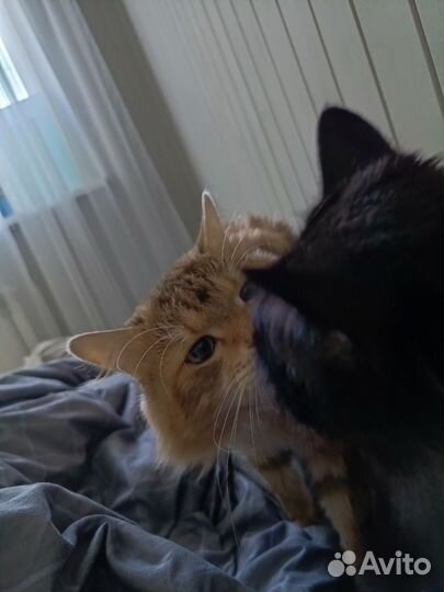 Котята бобтейл