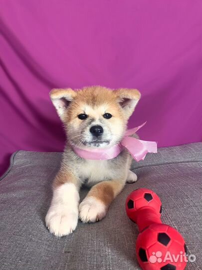 Продам щенка