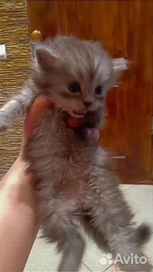 Котята отдам бесплатно
