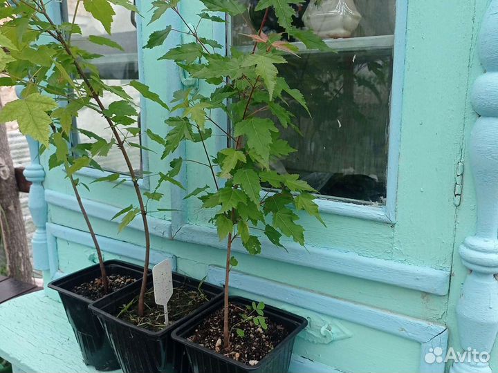 Клён Гиннала