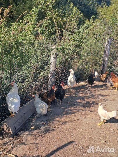 Петухи домашние