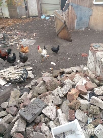 Куры домашние