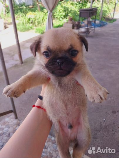 Щенки мопса