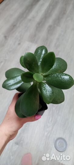 Денежное дерево. Крассула