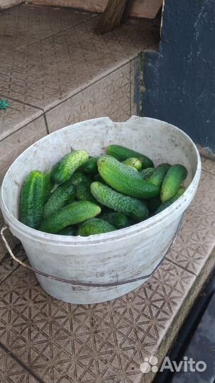 Огурцы