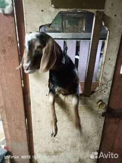 Козел на вязку