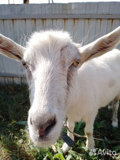 Зааненская дойная коза