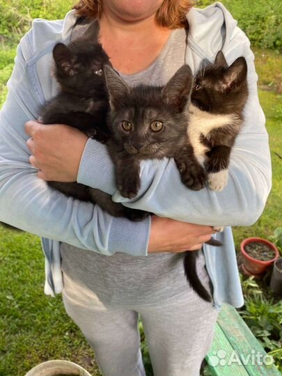 Кошки в добрые руки бесплатно