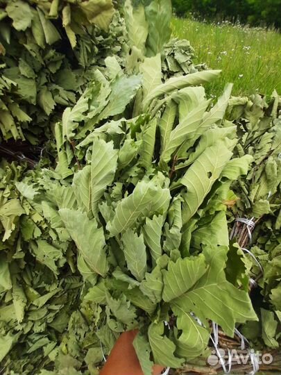 Веник дубовый (хватает на 10 раз)