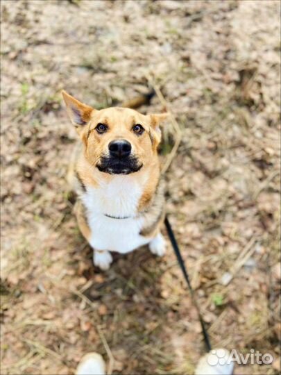 Славный пёс в приюте