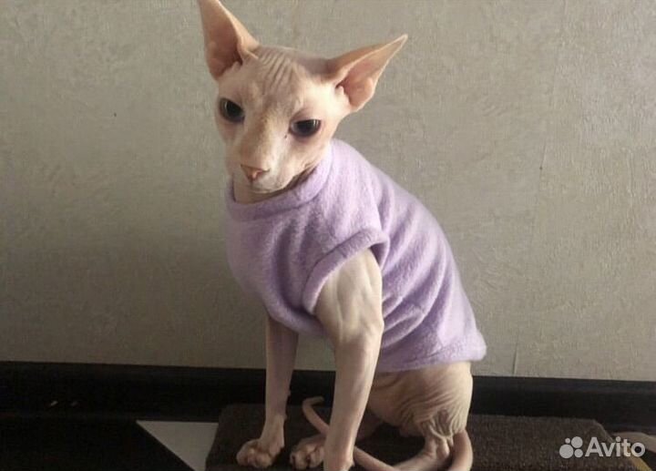 Выкройки одежды для животных / построение выкроек