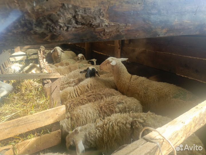 Овцы бараны ягнята