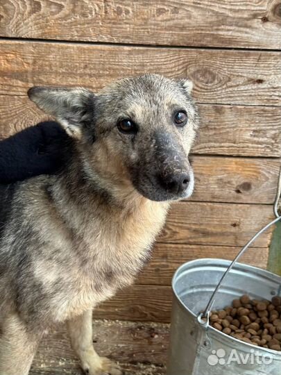 Собака Тимка из приюта верит в чудо