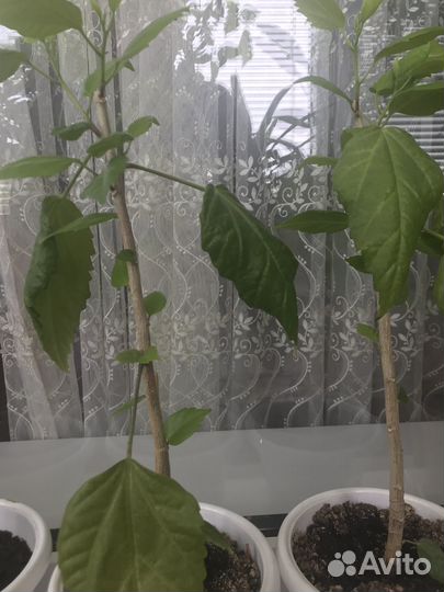 Роза комнатная