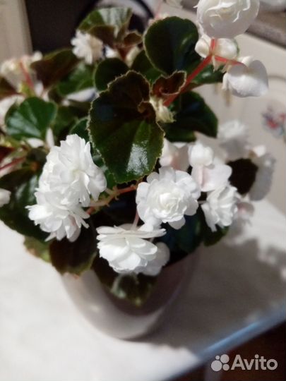 Бегония красная простая и белая махров.вечноцвет