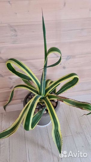 Агава пестролистная