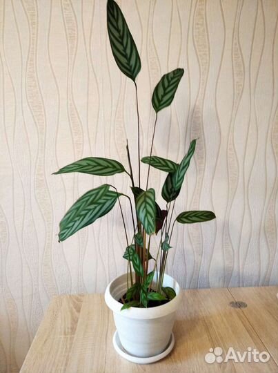 Комнатные растения цветы