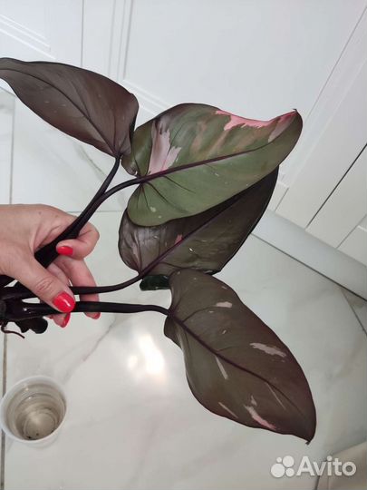 Филодендроны сортовые