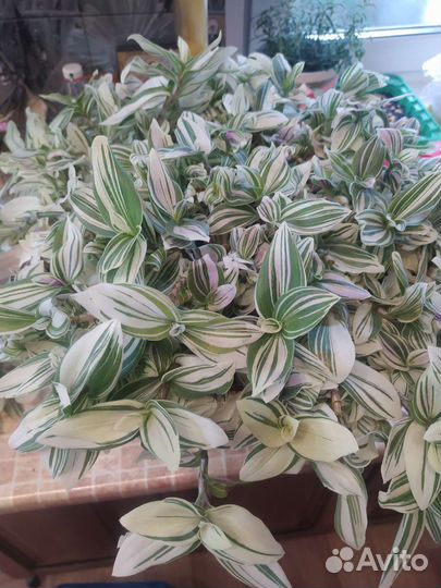 Традесканция