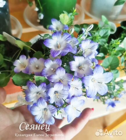 Семена кампанулы. 10 шт