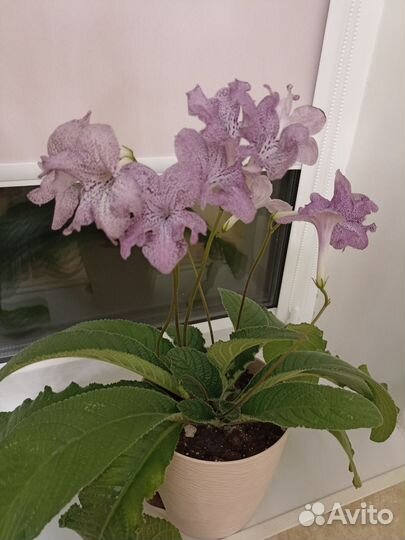 Стрептокарпус