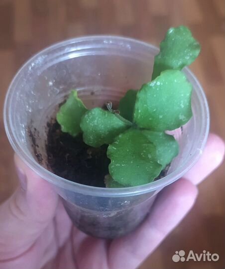 Хойя канькумариана