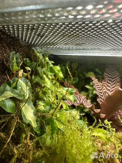 Растения для террариума / флорариума