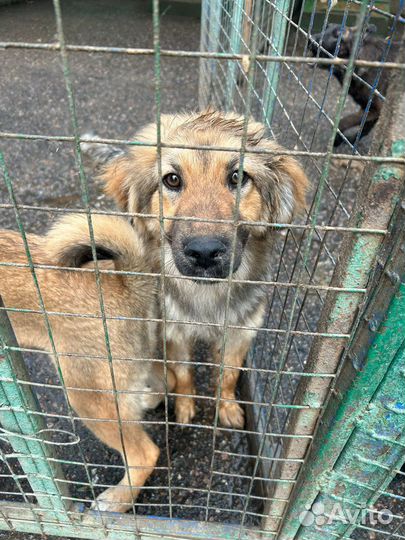 Щенок в добрые руки бесплатно