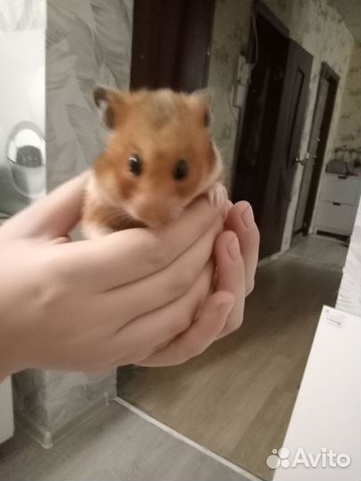 Серийские хомяки