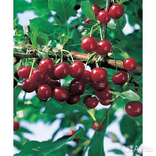 Саженцы вишни деревом