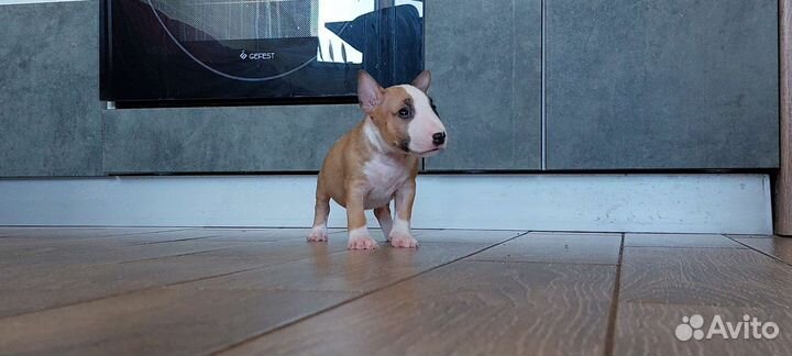 Шикарные щенки минибультерьера