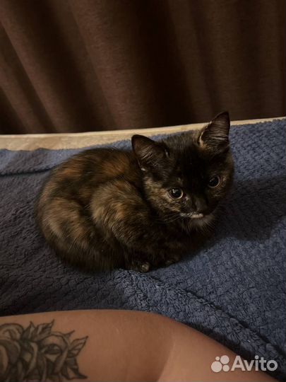 Отдам в добрые руки кошку