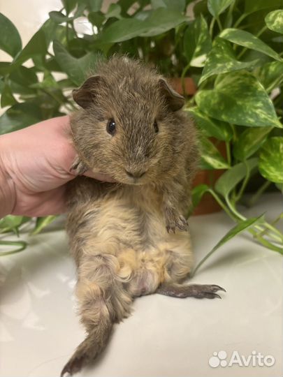 Морские свинки - тэдди очаровашки