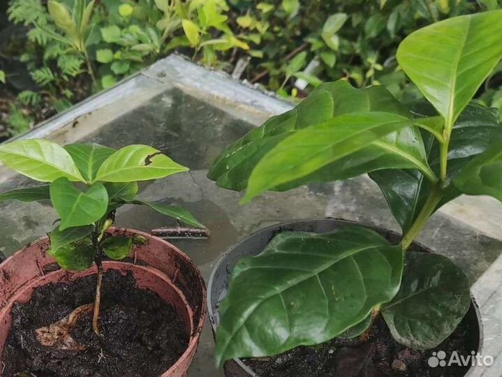 Кофейное дерево, кофе арабика