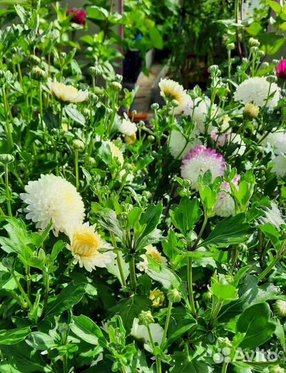 Хризантема