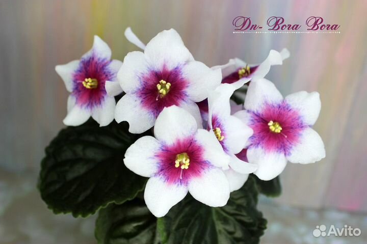 Фиалки стандарты. Часть 2 (+ новинки)