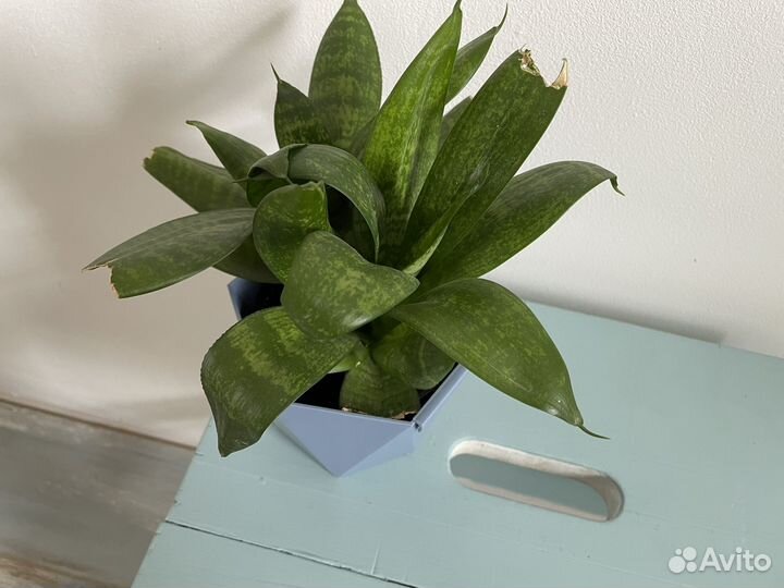 Сансевиерия растение цветок бесплатно