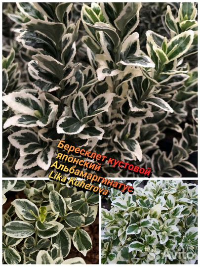 Бересклеты японские 4сорта зкс сдек